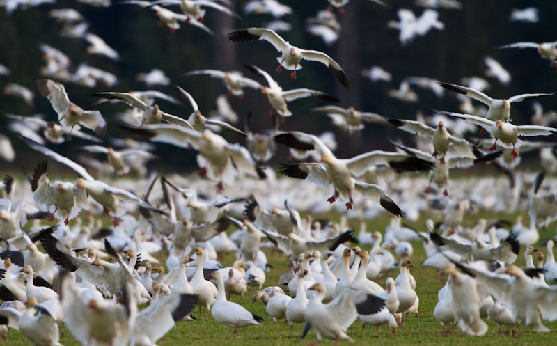 Snow Geese In Flight